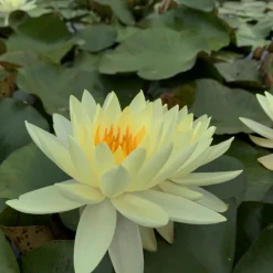 LATOUR-MARLIAC - Nymphaea 'Gold Medal' - nénuphar mature en racines nues avec feuilles, tiges et boutons.