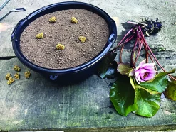 LATOUR-MARLIAC - Nymphaea 'Gold Medal' - nénuphar mature en racines nues avec feuilles, tiges et boutons.