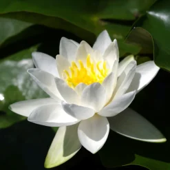 LATOUR-MARLIAC - Nymphaea 'hever white' - nénuphar mature en racines nues