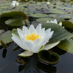LATOUR-MARLIAC - Nymphaea 'hermine' - nénuphar mature en racines nues