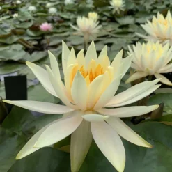 LATOUR-MARLIAC - Nymphaea 'Inner Light' - nénuphar mature en racines nues