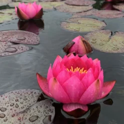 LATOUR-MARLIAC - Nymphaea 'James Brydon' - nénuphar mature en racines nues avec tiges, feuilles et boutons.