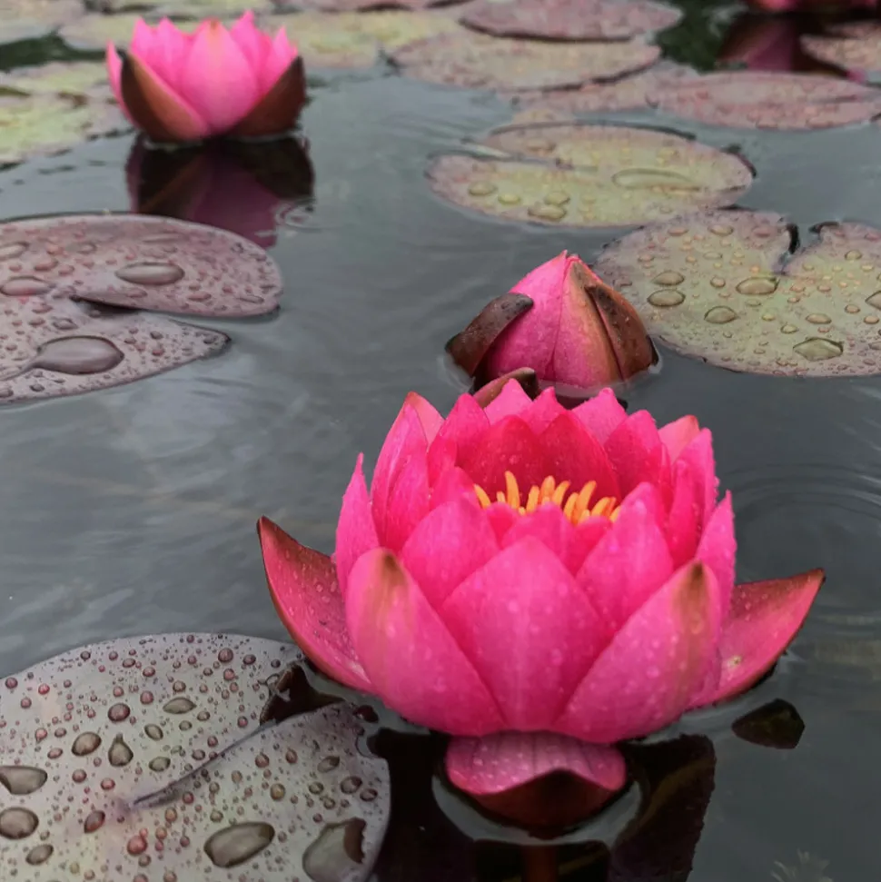 LATOUR-MARLIAC - Nymphaea 'James Brydon' - nénuphar mature en racines nues avec tiges, feuilles et boutons.