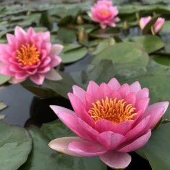 LATOUR-MARLIAC - Nymphaea 'james hudson' - nénuphar mature en racines nues