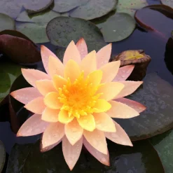 LATOUR-MARLIAC - Nymphaea 'karleen harder' - nénuphar mature en racines nues