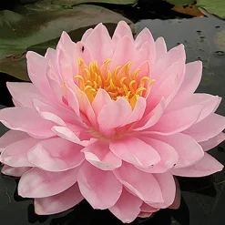 LATOUR-MARLIAC - Nymphaea 'lilypons' - nénuphar mature en racines nues