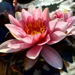 LATOUR-MARLIAC - Nymphaea 'Lusitania' - nénuphar mature en racines nues