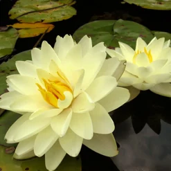 LATOUR-MARLIAC - Nymphaea 'Lemon Chiffon' - nénuphar mature en racines nues