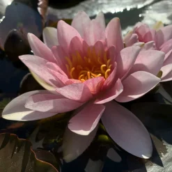 LATOUR-MARLIAC - Nymphaea 'leviathan' - nénuphar mature en racines nues