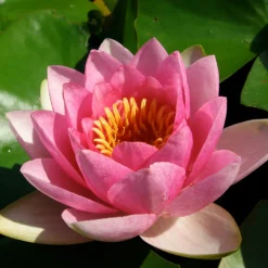 LATOUR-MARLIAC - Nymphaea 'Masaniello' - nénuphar mature en racines nues avec tiges, feuilles et boutons.