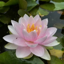 LATOUR-MARLIAC - Nymphaea 'madame wilfron gonnère' - nénuphar mature en racines nues