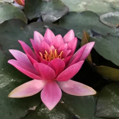 LATOUR-MARLIAC - Nymphaea 'murillo' - nénuphar mature en racines nues