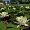 LATOUR-MARLIAC - Nymphaea 'moorei' - nénuphar mature en racines nues