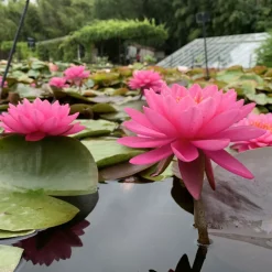 LATOUR-MARLIAC - Nymphaea 'mayla' - nénuphar mature en racines nues