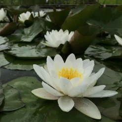 LATOUR-MARLIAC - Nymphaea 'marliacea albida' - nénuphar mature en racines nues