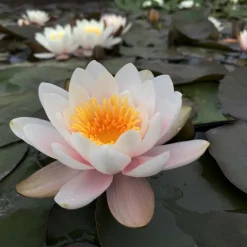 LATOUR-MARLIAC - Nymphaea 'madame bory latour-marliac' - nénuphar mature en racines nues
