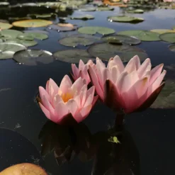 LATOUR-MARLIAC - Nymphaea 'Marliacea Rosea' - nénuphar mature en racines nues avec tiges, feuilles et boutons.