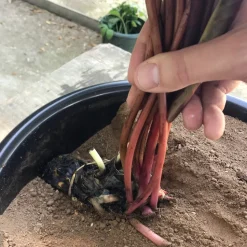 LATOUR-MARLIAC - Nymphaea 'Marliacea Rosea' - nénuphar mature en racines nues avec tiges, feuilles et boutons.
