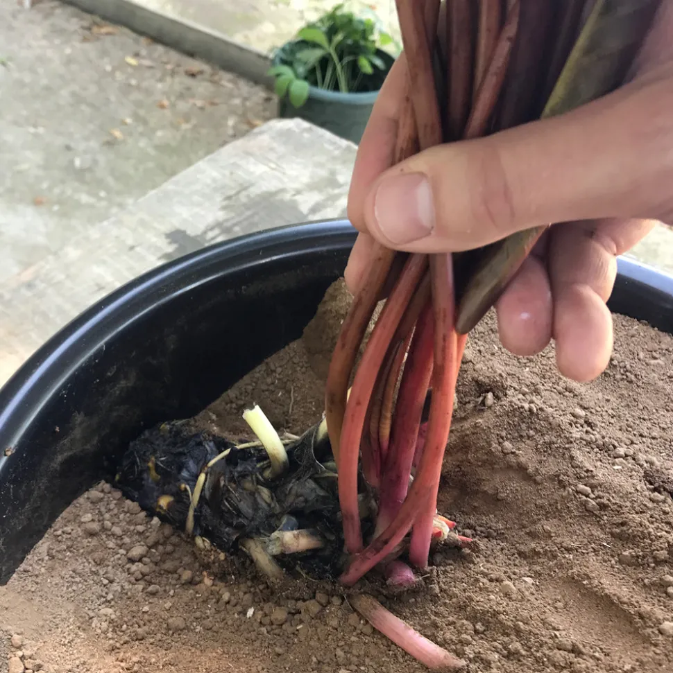 LATOUR-MARLIAC - Nymphaea 'Marliacea Rosea' - nénuphar mature en racines nues avec tiges, feuilles et boutons.