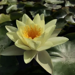 LATOUR-MARLIAC - Nymphaea 'marliacea chromatella' - nénuphar mature en racines nues