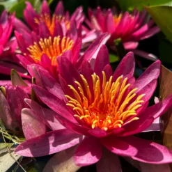 LATOUR-MARLIAC - Nymphaea 'newton' - nénuphar mature en racines nues