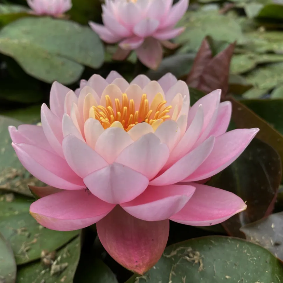 LATOUR-MARLIAC - Nymphaea 'nigel' - nénuphar mature en racines nues