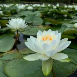 LATOUR-MARLIAC - Nymphaea odorata - nénuphar mature en racines nues