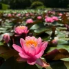 LATOUR-MARLIAC - Nymphaea odorata rubra - nénuphar mature en racines nues