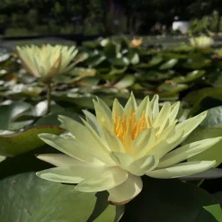 LATOUR-MARLIAC - Nymphaea 'odorata sulphurea grandiflora' - nénuphar mature en racines nues