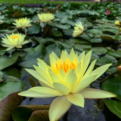 LATOUR-MARLIAC - Nymphaea 'odorata sulphurea' - nénuphar mature en racines nues