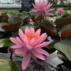 LATOUR-MARLIAC - Nymphaea 'princess elisabeth' - nénuphar mature en racines nues