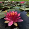 LATOUR-MARLIAC - Nymphaea 'perry's strawberry pink' - nénuphar mature en racines nues
