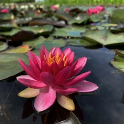 LATOUR-MARLIAC - Nymphaea 'perry's strawberry pink' - nénuphar mature en racines nues