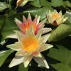 LATOUR-MARLIAC - Nymphaea 'paul hariot' - nénuphar mature en racines nues