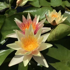 LATOUR-MARLIAC - Nymphaea 'paul hariot' - nénuphar mature en racines nues