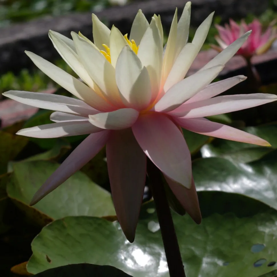 LATOUR-MARLIAC - Nymphaea 'pink grapefruit' - nénuphar mature en racines nues