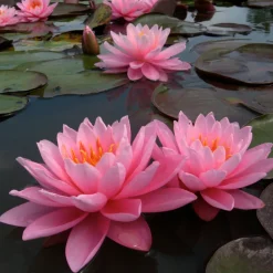 LATOUR-MARLIAC - Nymphaea 'pink sunrise' - nénuphar mature en racines nues