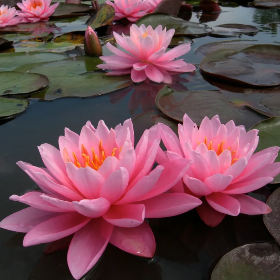 LATOUR-MARLIAC - Nymphaea 'pink sunrise' - nénuphar mature en racines nues