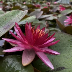 LATOUR-MARLIAC - Nymphaea 'perry's red star' - nénuphar mature en racines nues