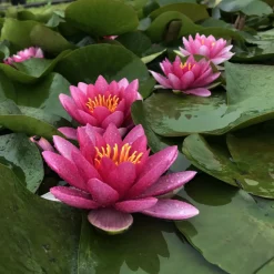 LATOUR-MARLIAC - Nymphaea 'picciola' - nénuphar mature en racines nues