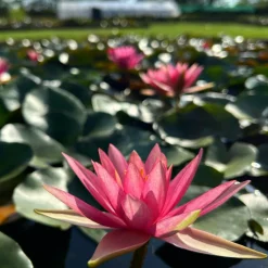LATOUR-MARLIAC - Nymphaea 'Pink Sparkle' - nénuphar mature en racines nues avec tiges, feuilles et boutons.