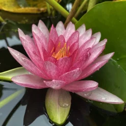 LATOUR-MARLIAC - Nymphaea 'perry's super red' - nénuphar mature en racines nues