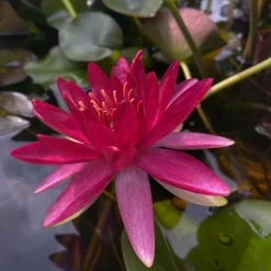 LATOUR-MARLIAC - Nymphaea 'perry's red glow' - nénuphar mature en racines nues