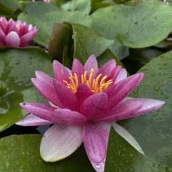 LATOUR-MARLIAC - Nymphaea 'radiant red' - nénuphar mature en racines nues
