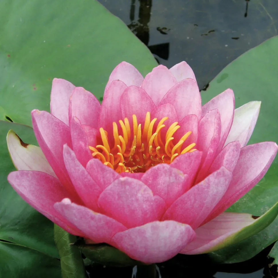 LATOUR-MARLIAC - Nymphaea 'sultan' - nénuphar mature en racines nues