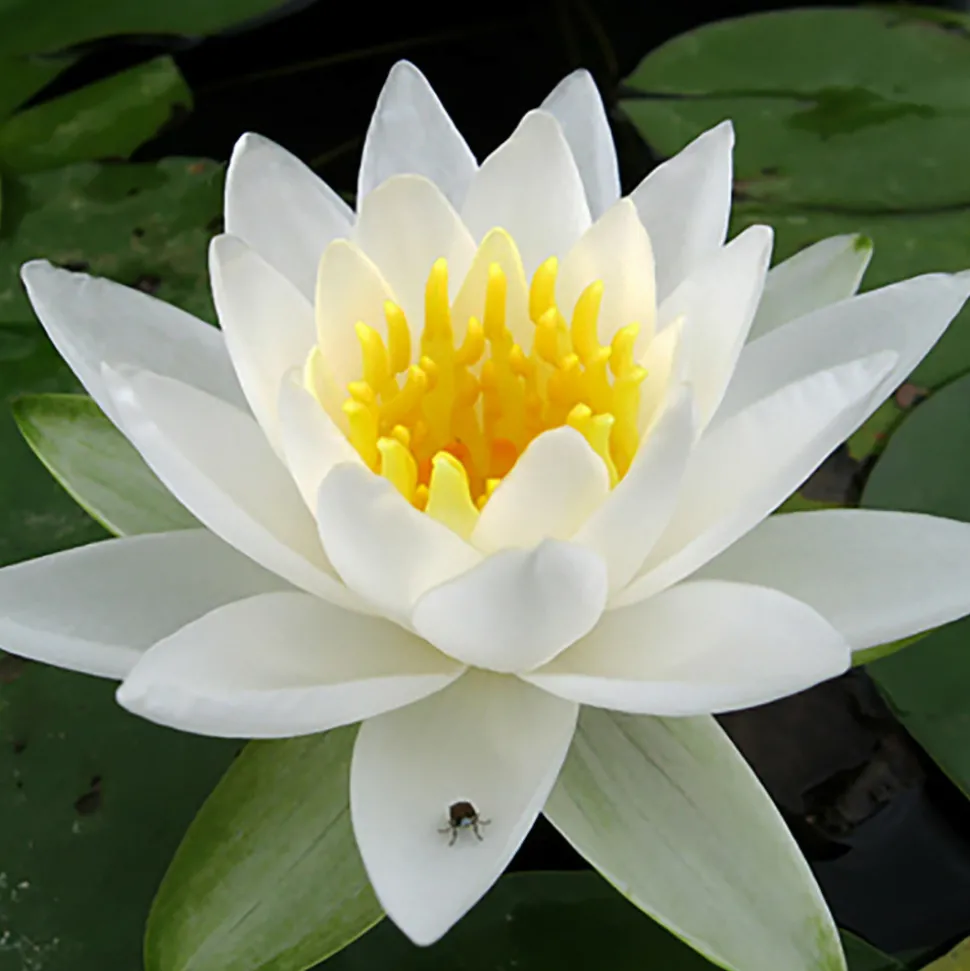 LATOUR-MARLIAC - Nymphaea 'tuberosa maxima' - nénuphar mature en racines nues