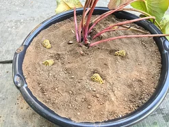 LATOUR-MARLIAC - Nymphaea 'Thomas O'brien' - nénuphar mature en racines nues avec tiges, feuilles et boutons.