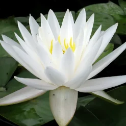 LATOUR-MARLIAC - Nymphaea 'venus' - nénuphar mature en racines nues