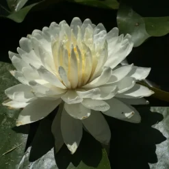 LATOUR-MARLIAC - Nymphaea 'white 1000 petals' - nénuphar mature en racines nues