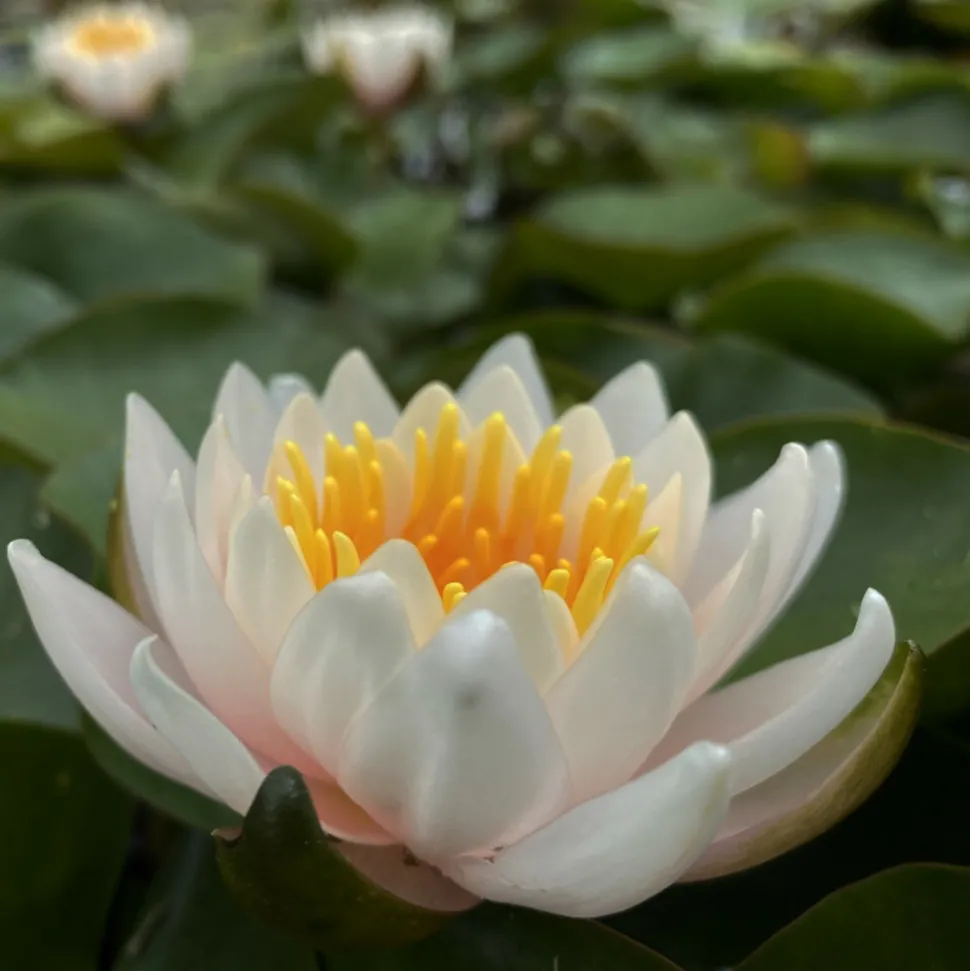 LATOUR-MARLIAC - Nymphaea 'Walter Pagels' - nénuphar mature en racines nues avec tiges, feuilles et boutons.